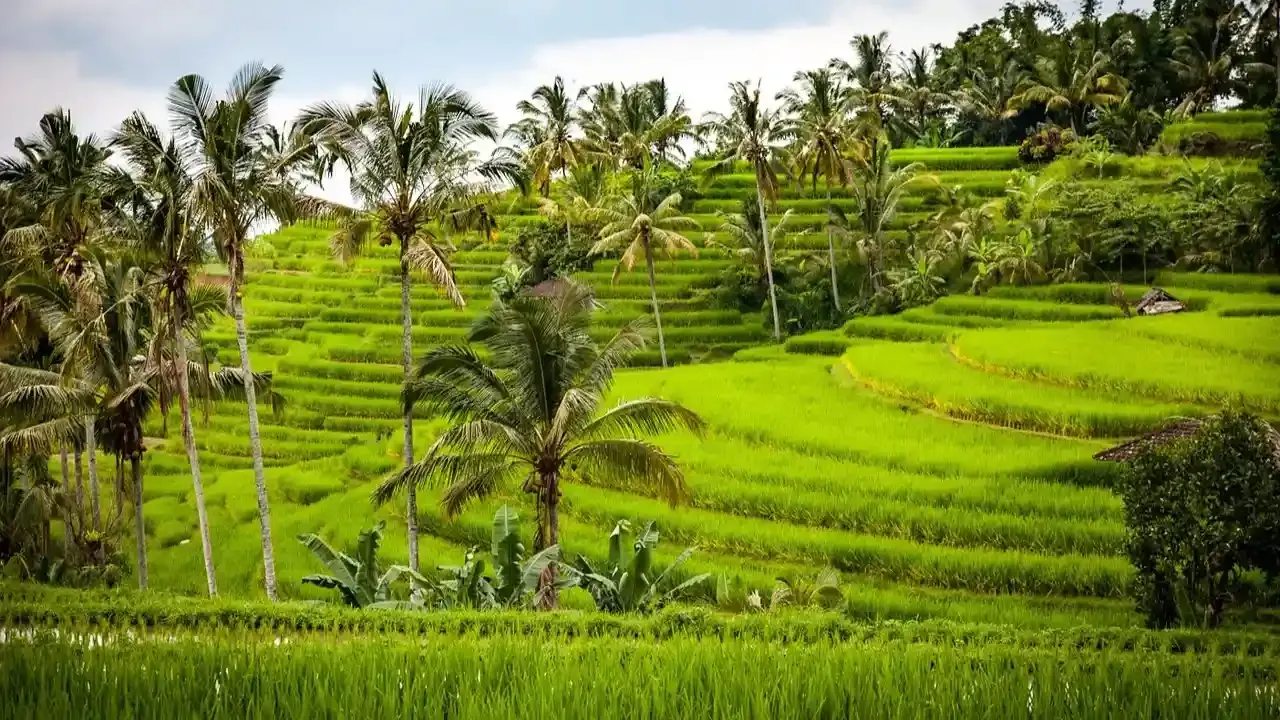 Couple walking a path through Ubud rice terraces